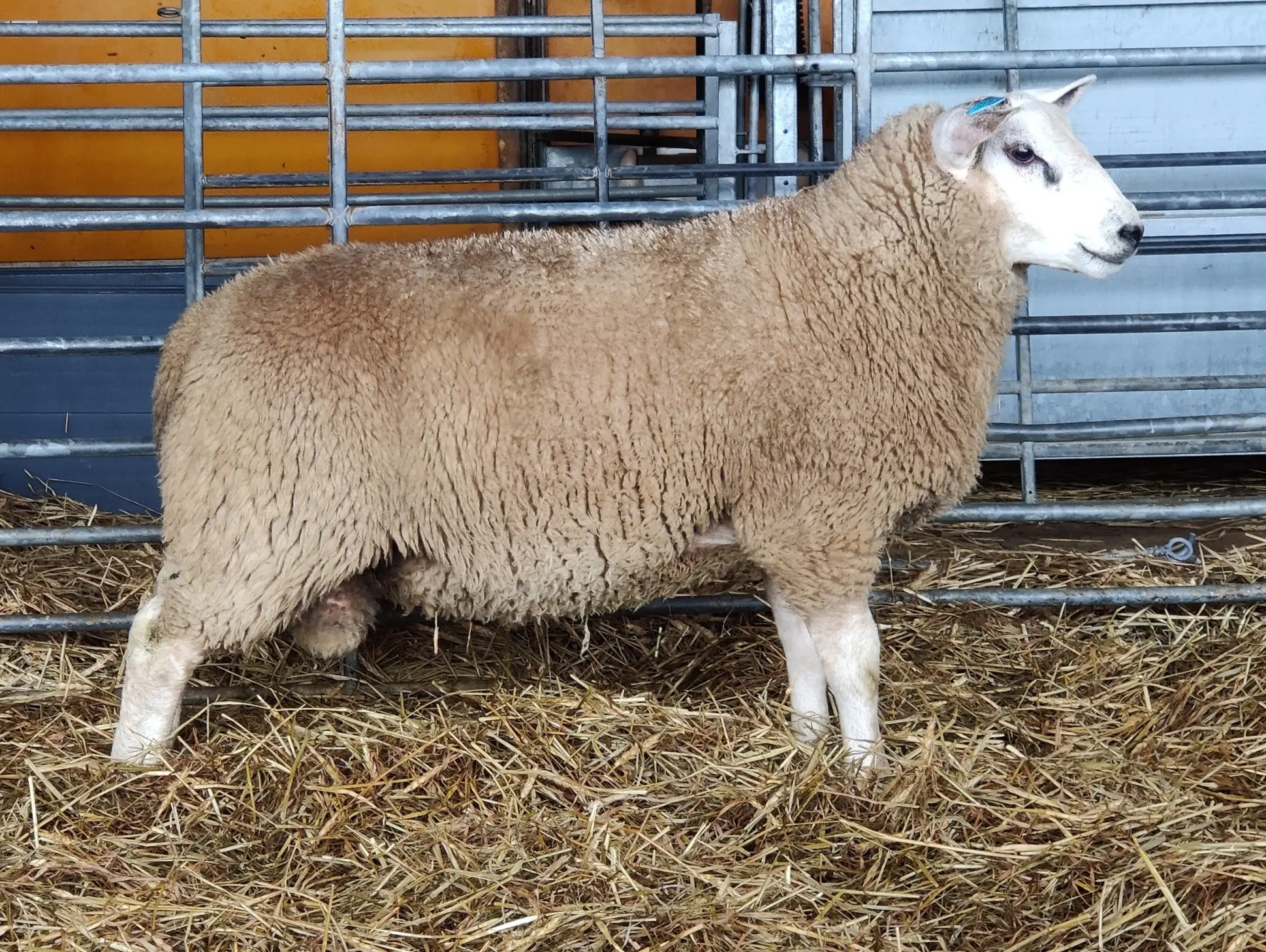 texel-pässikaritsarantamaantila
