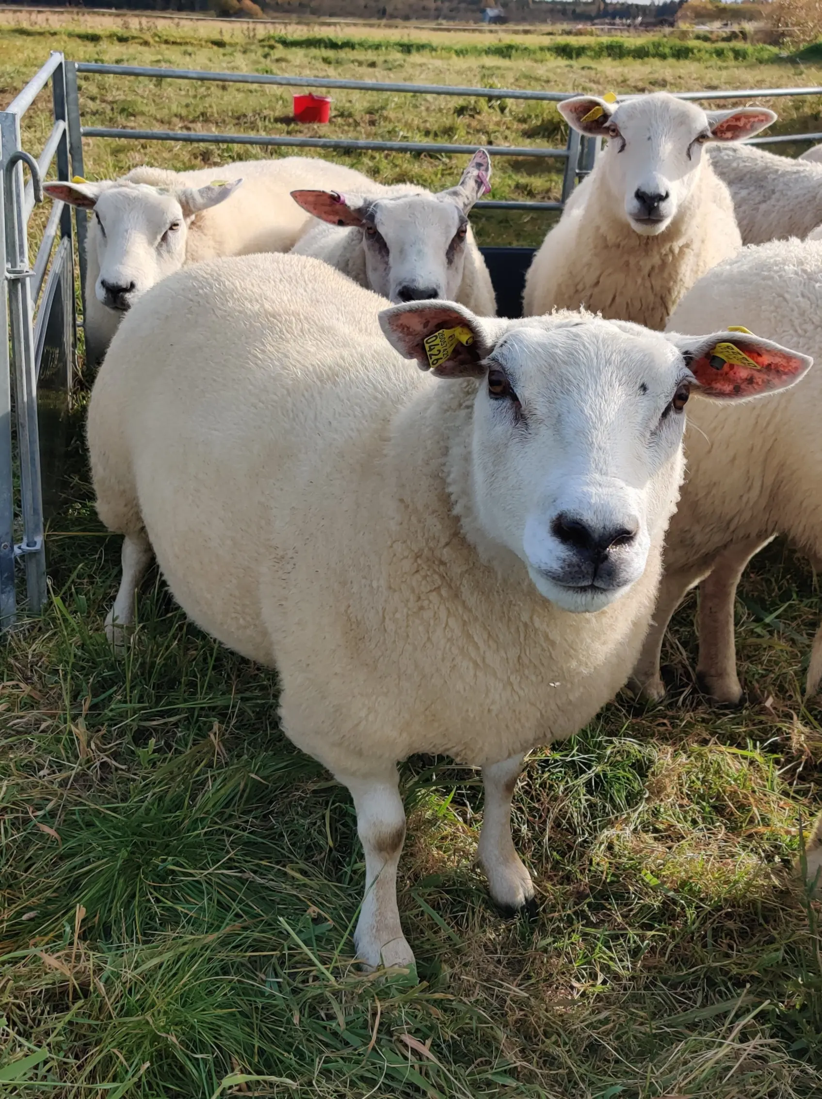 texel-uuhirantamaantila