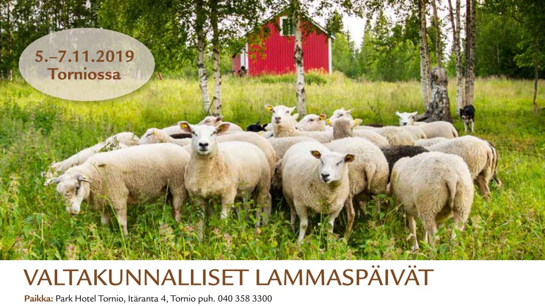 lammaspäivät_tornio_kuva