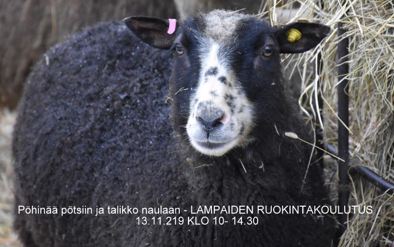 pöhinää_pötsiin_koulutus_kuva_teksti