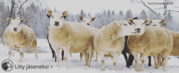 Suomen Lammasyhdistys – Lammastalouden puolesta jo vuodesta 1918