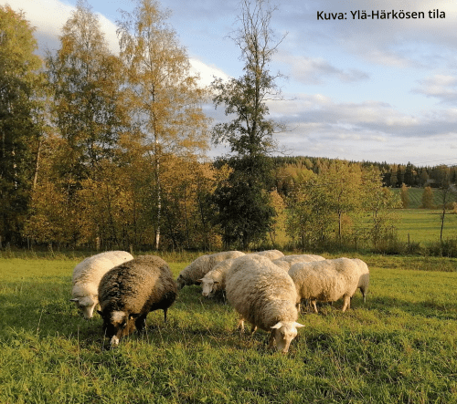 Suomen Lammasyhdistys – Lammastalouden puolesta jo vuodesta 1918