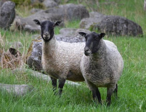 Kysely lampaiden petovahingoista laidunkaudella