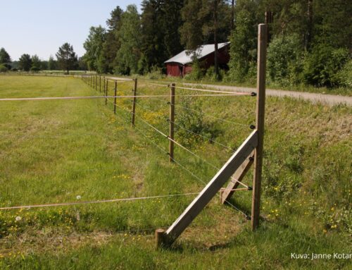 Lampurit kysyivät, SusiLIFE vastasi