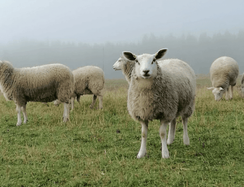 Valtakunnalliset lammaspäivät 2026 Joensuussa